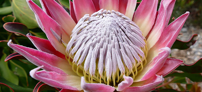 Most Beautiful Flowers in the World